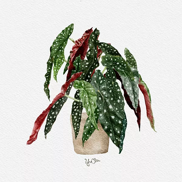 星點秋海棠